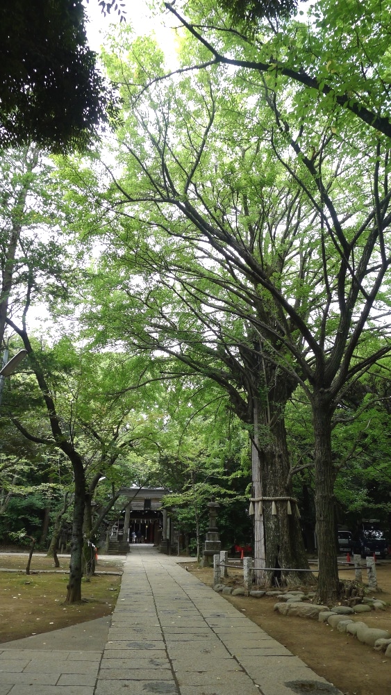 画像　氷川神社の境内の様子