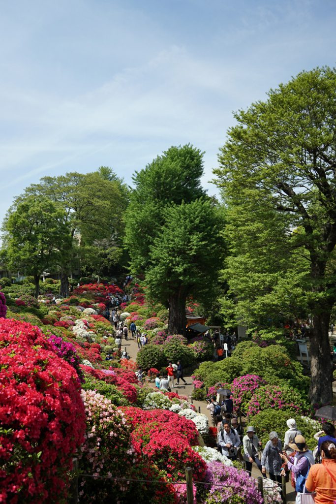 画像　根津神社のつつじ２